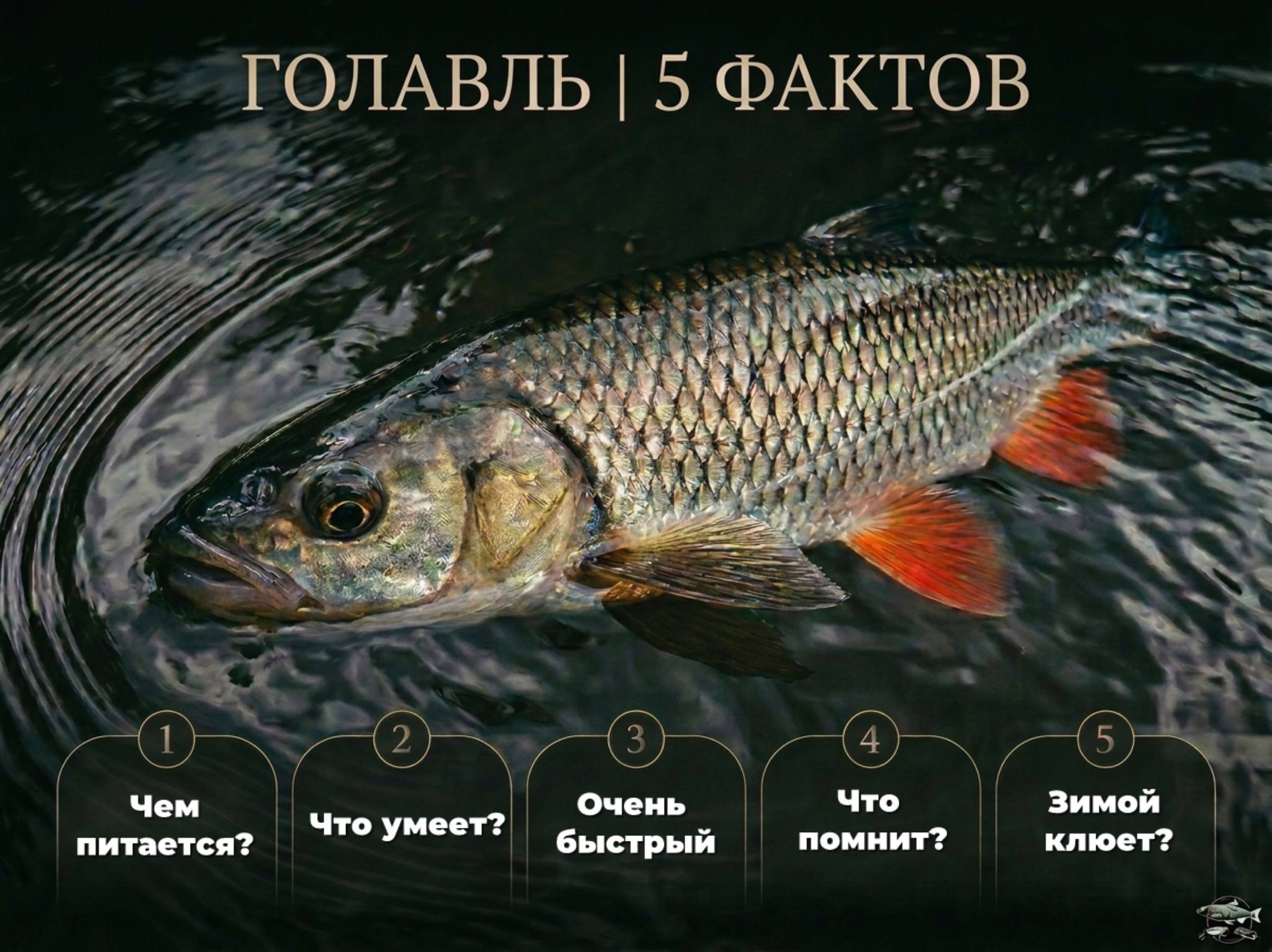 Главный баннер страницы