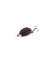 Воблер Zipbaits Baby Hickory SR 25SS - 25мм - 2,6гр - 139
