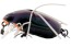 Воблер Jackall Chubby Bug 35F - 35мм - 3,7гр - UL Bug