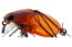 Воблер Jackall Chubby Bug 35F - 35мм - 3,7гр - ul kanabun