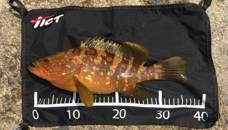 Линейка Tict Fishing Mat 65см - Black