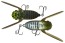Воблер Jackall Suisen 43F - SSR - 43мм - 5гр - sight aburazemi